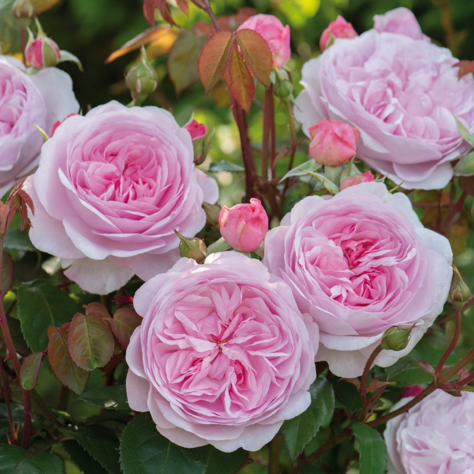 Olivia Rose Austin Shrub Rose