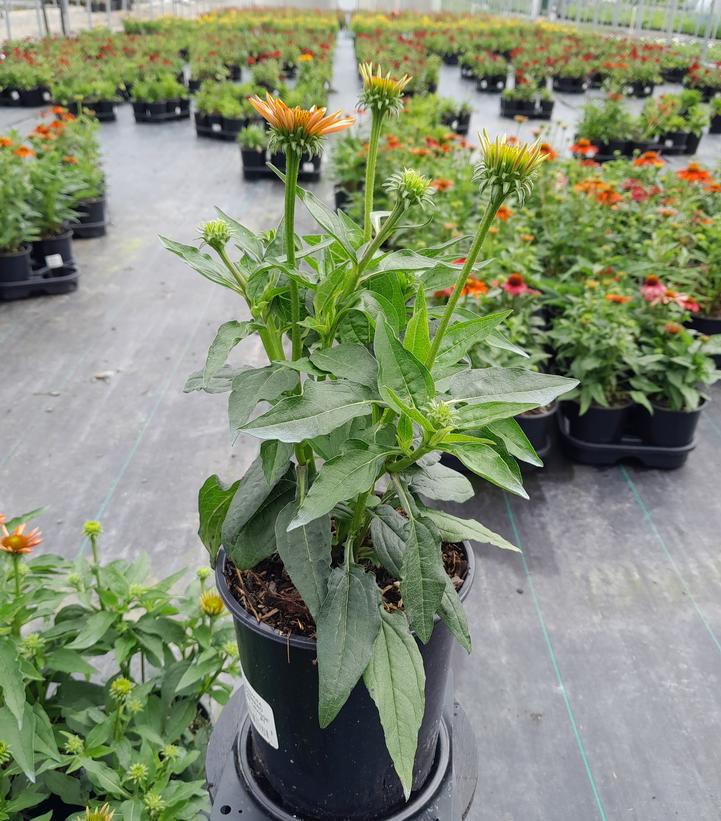 Adobe Orange Coneflower
