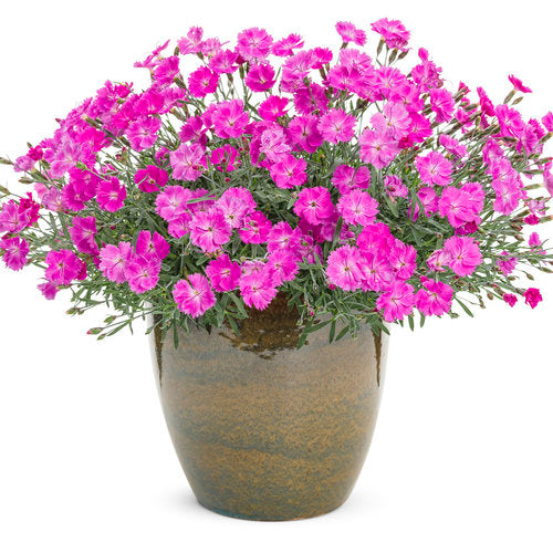 Paint the Town Fuchsia Pinks