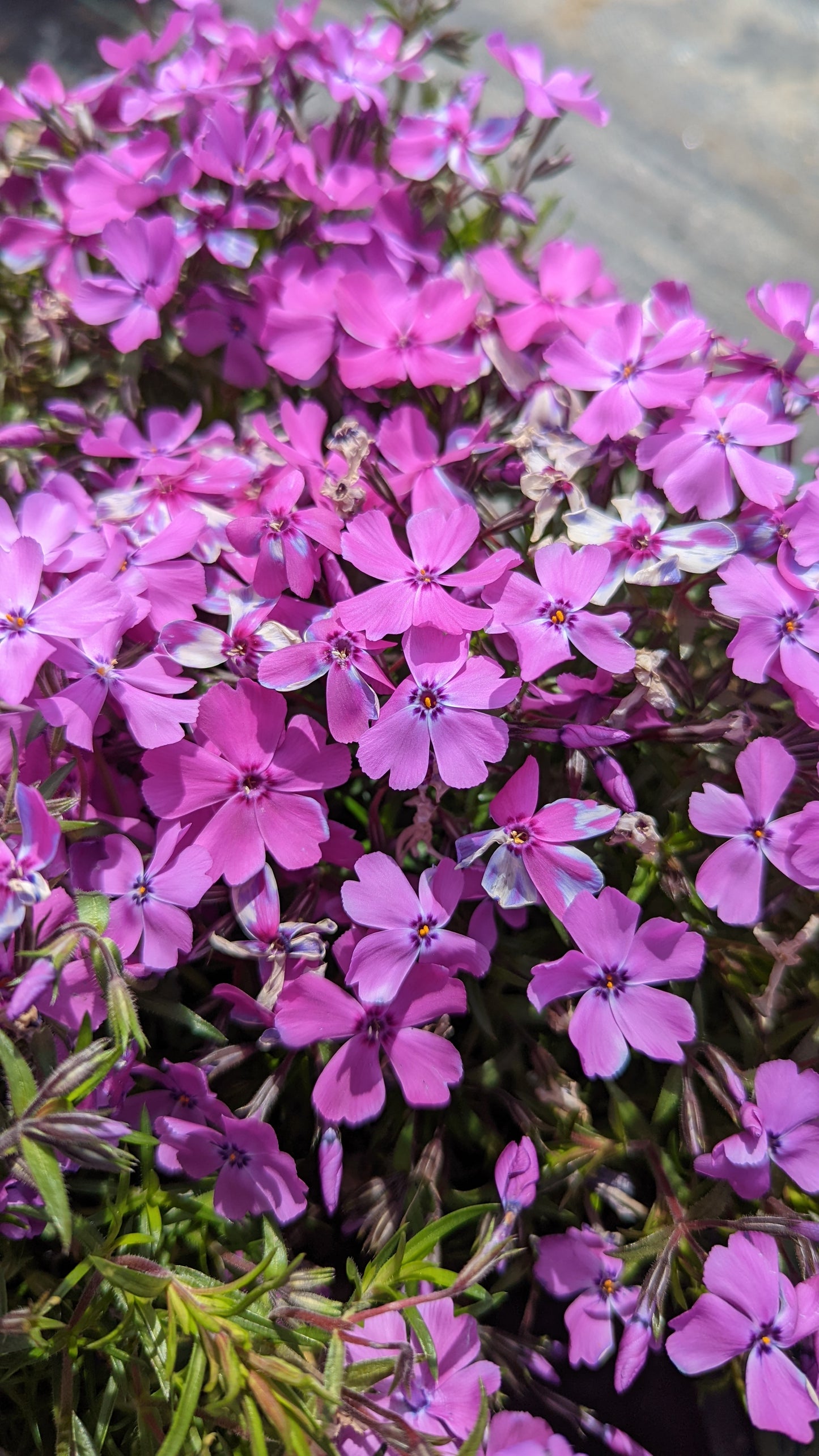 phlox subulata spring purple