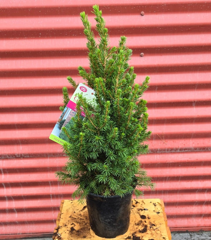 Dwarf Alberta Spruce