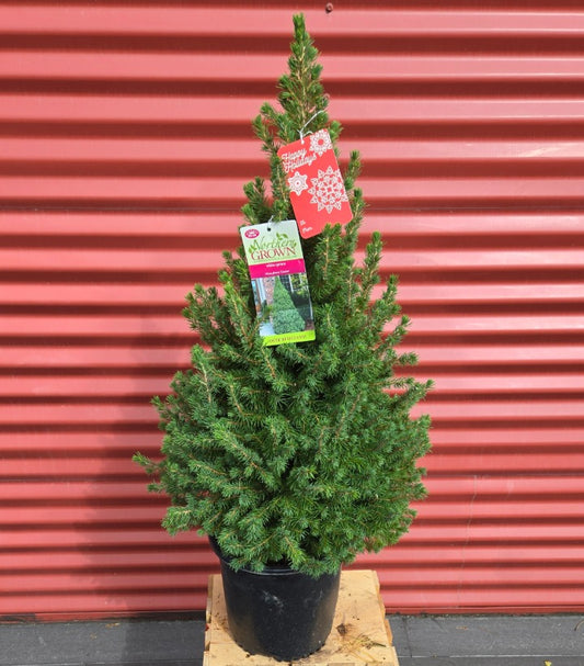 Dwarf Alberta Spruce