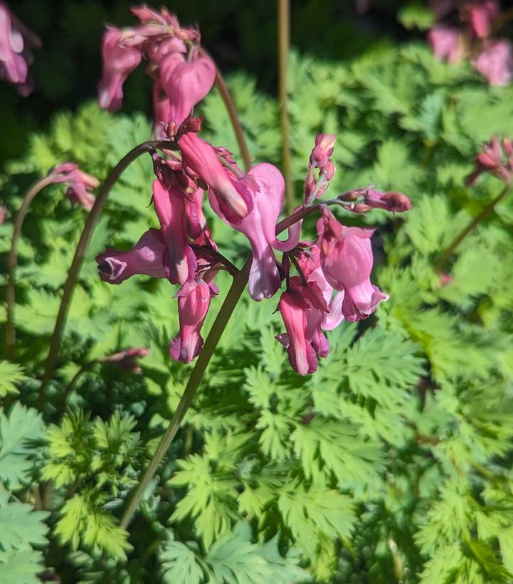 Pink Diamonds fern-leaved bleeding heart