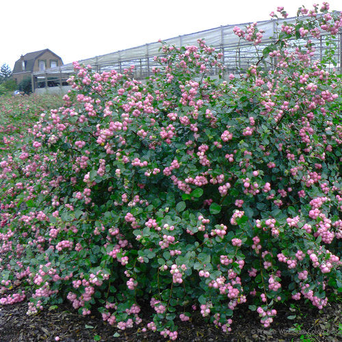 Proud Berry® Coral Berry