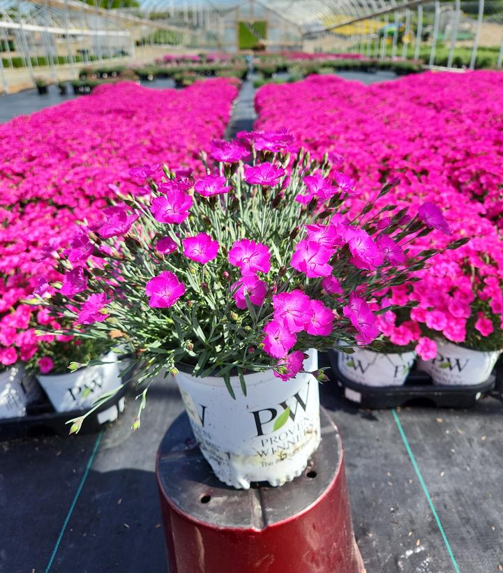 Paint the Town Fuchsia Pinks