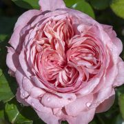 Romantica® Ball Gown™ hybrid tea rose