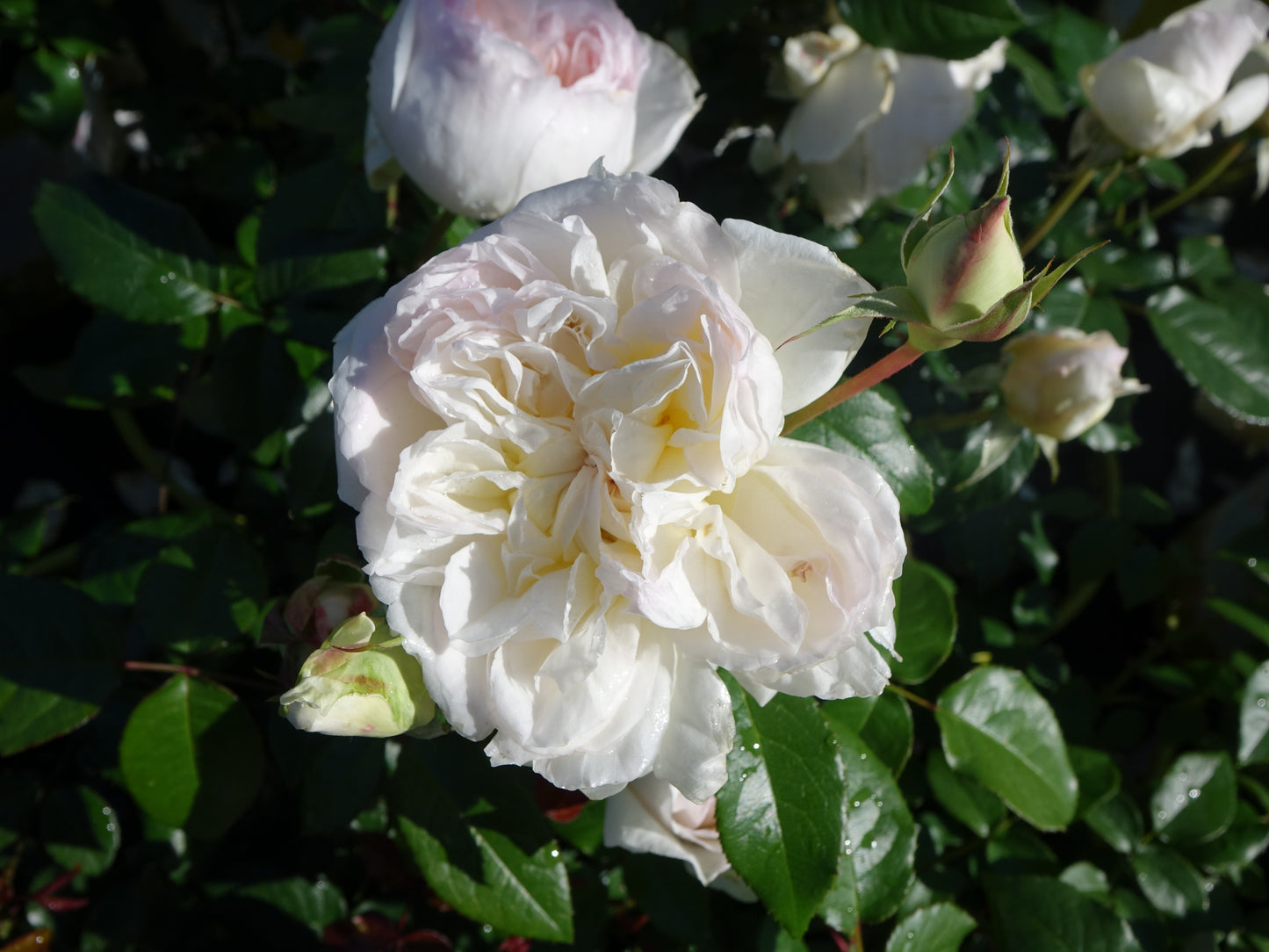 Bolero™ Rose