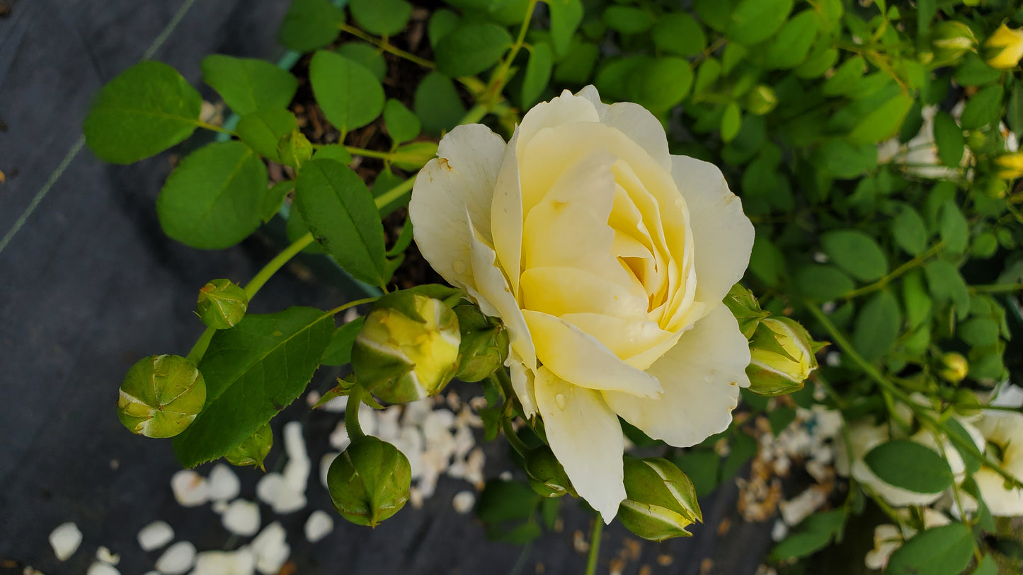 Claire Austin English Rose