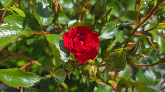 Mini Cherry Flower Carpet® Rose