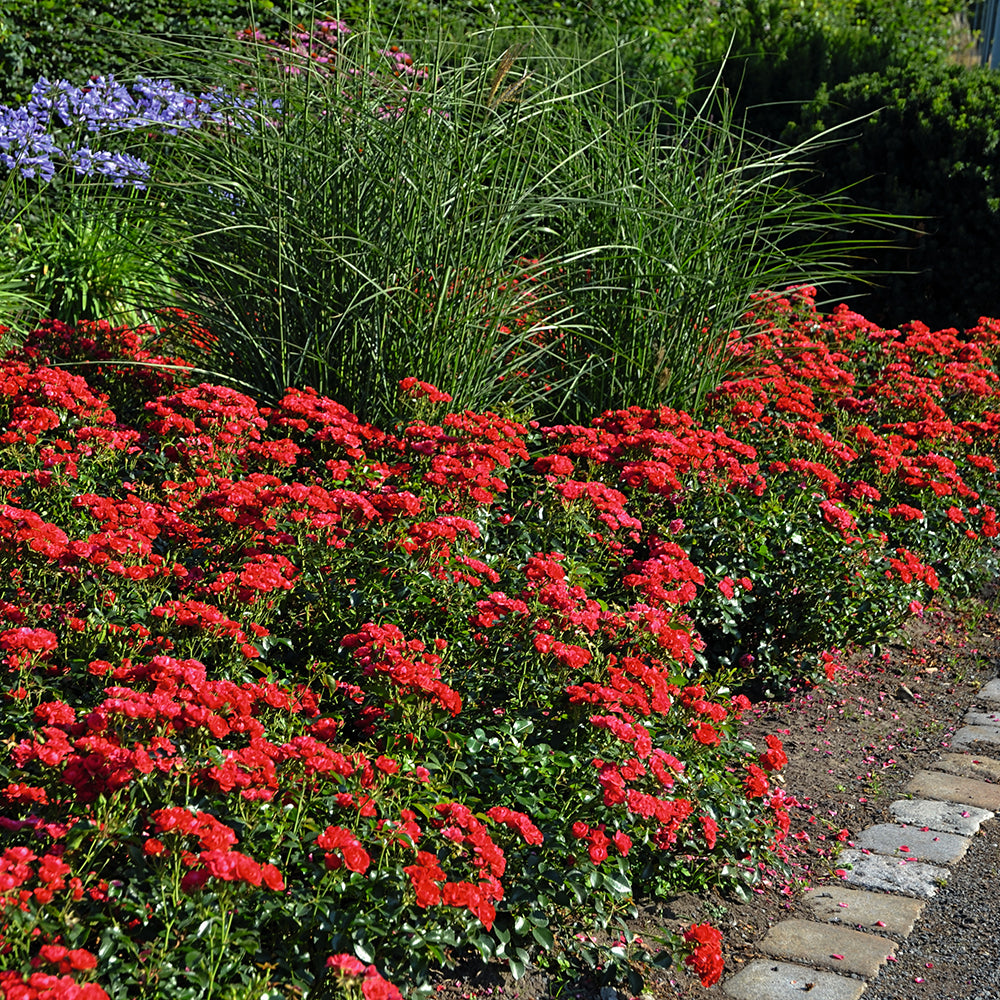 Mini Cherry Flower Carpet® Rose