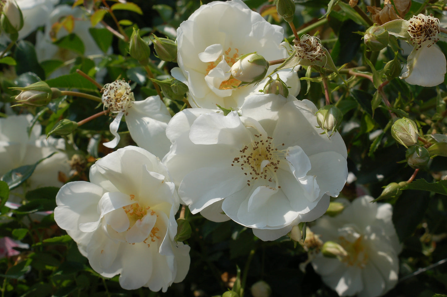 White Flower Carpet Rose
