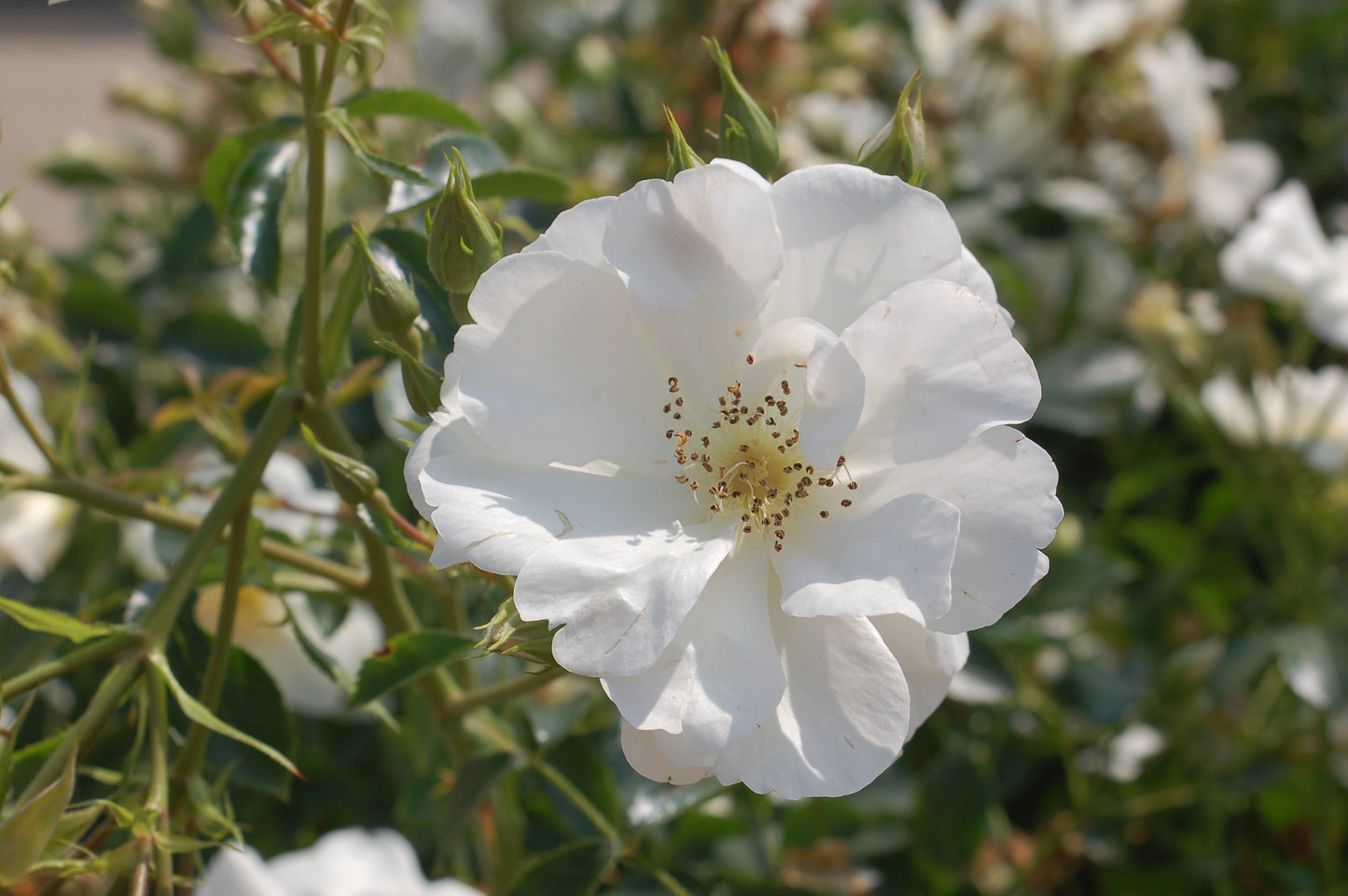 White Flower Carpet Rose