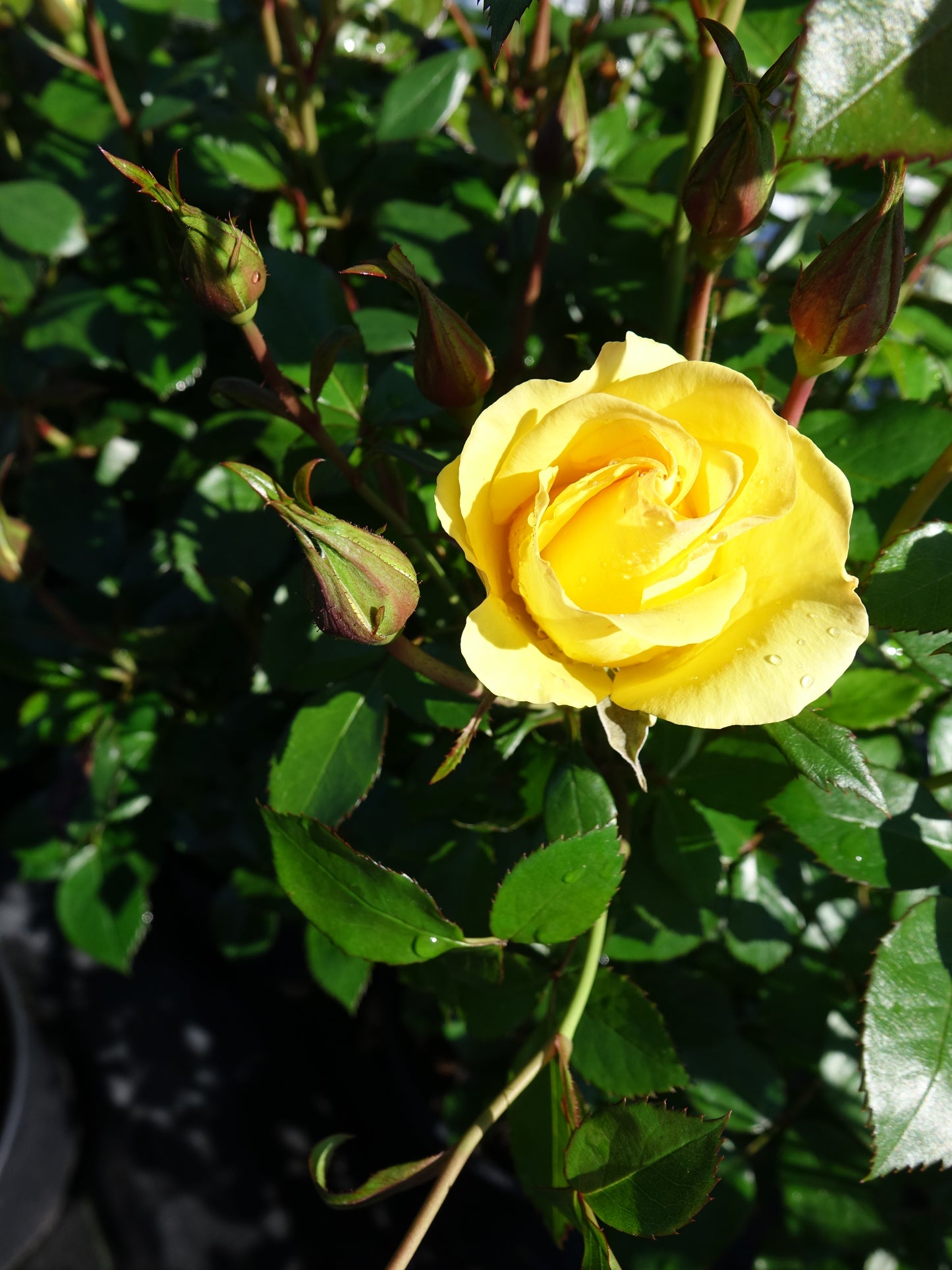 Gilded Sun™ Floridbunda Rose