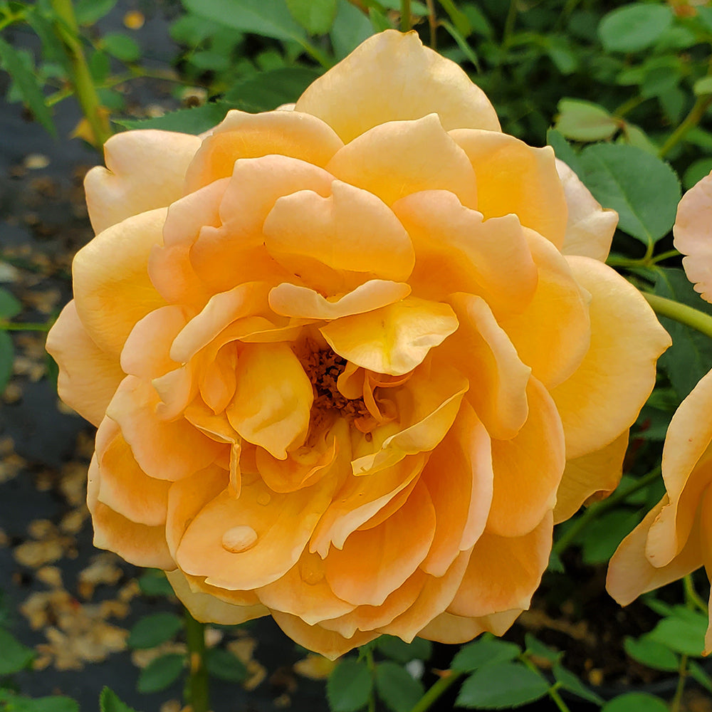 Lady of Shallot English Rose