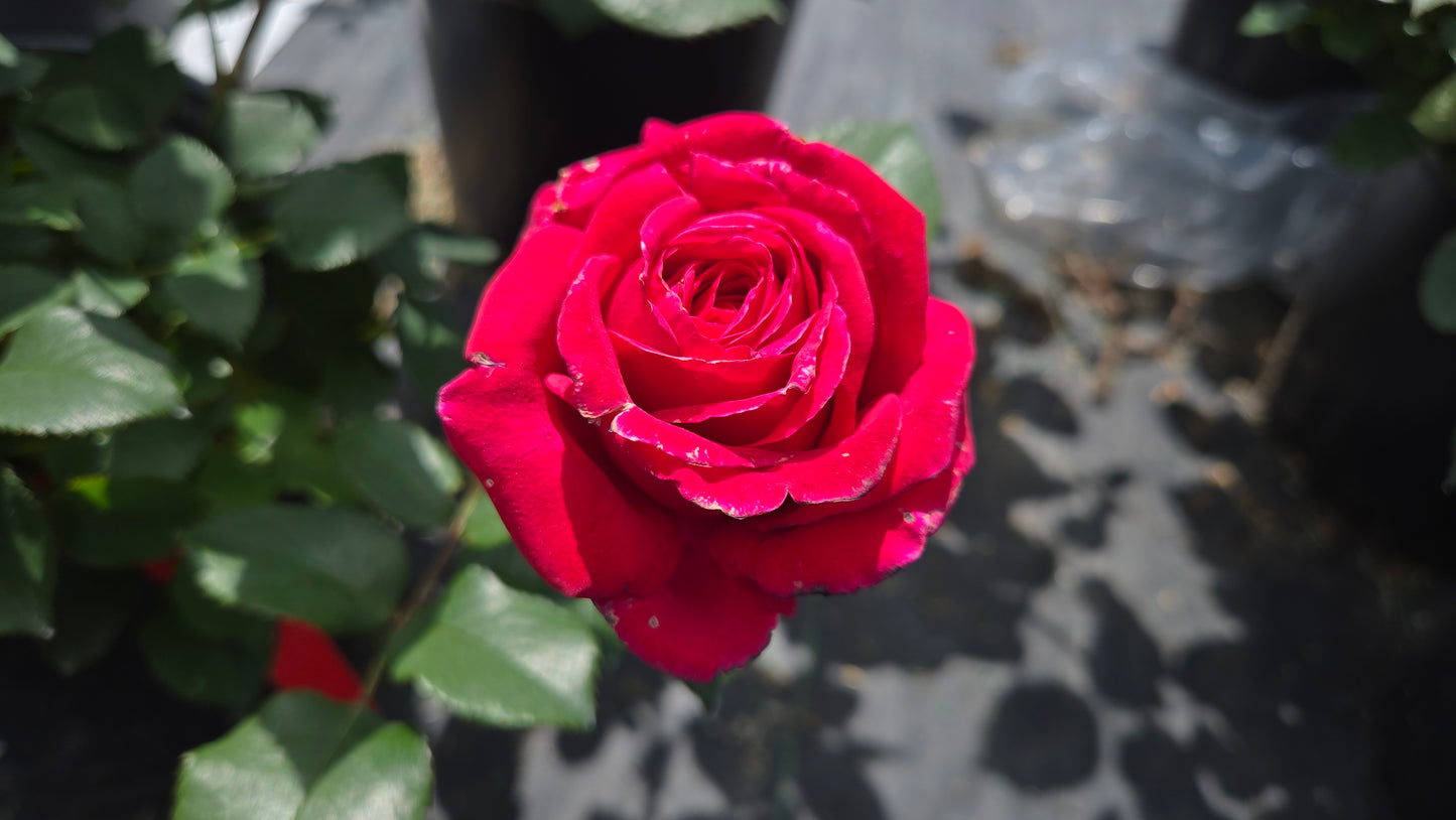 Flower Carpet Lipstick Rose