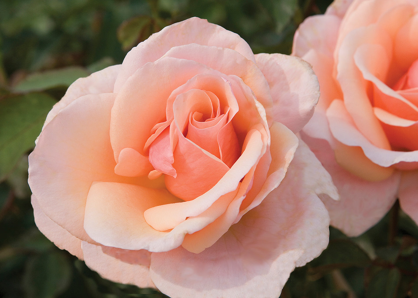 Mother of Pearl™ Grandiflora Rose