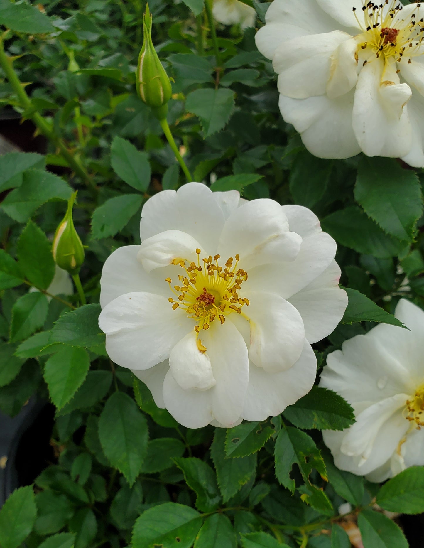 Oscar Peterson™ Shrub Rose