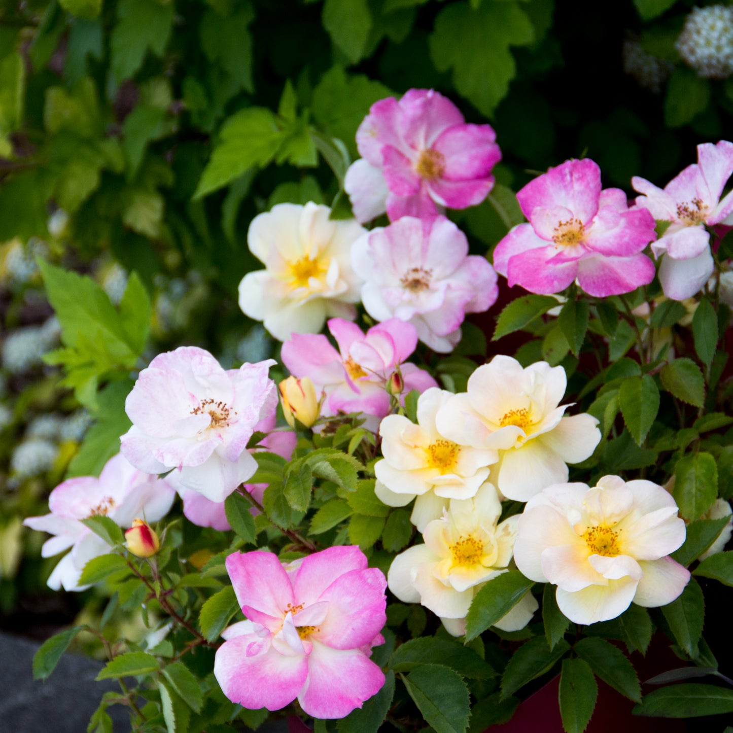 Peach Lemonade® Rose