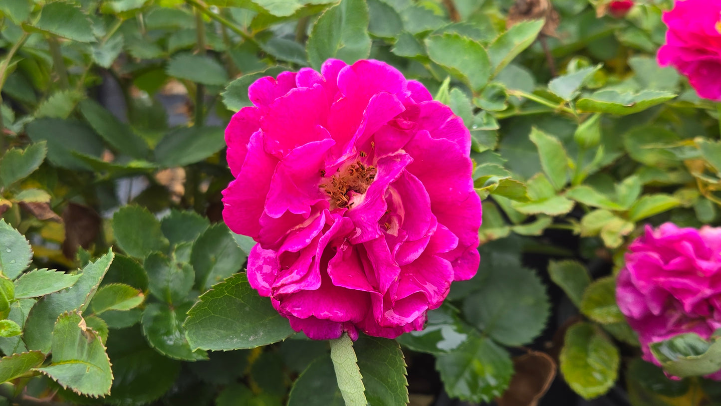 Showpiece™ Purple shrub Rose