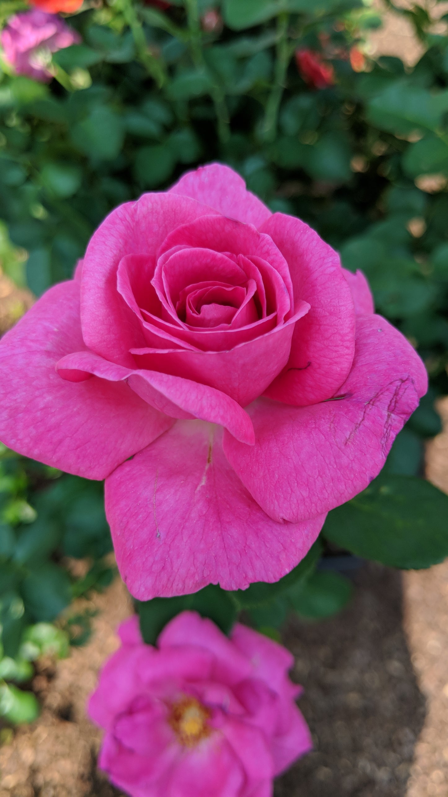 True Gratitude Climbing Rose