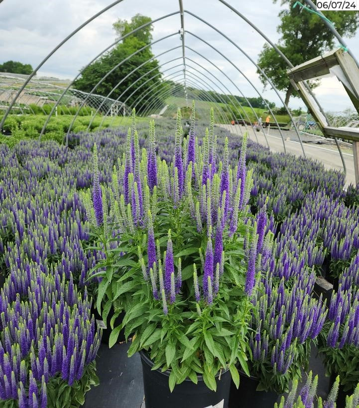 Royal Candles Speedwell