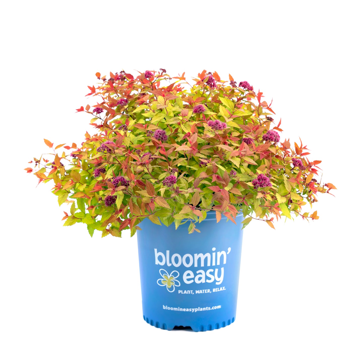 Rainbow Fizz™ Spirea