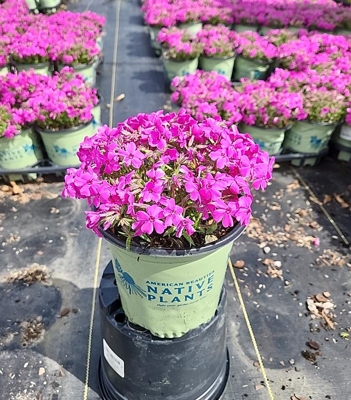 Spring Hot Pink Moss Phlox