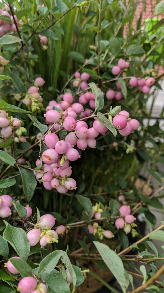 Candy™ Snowberry