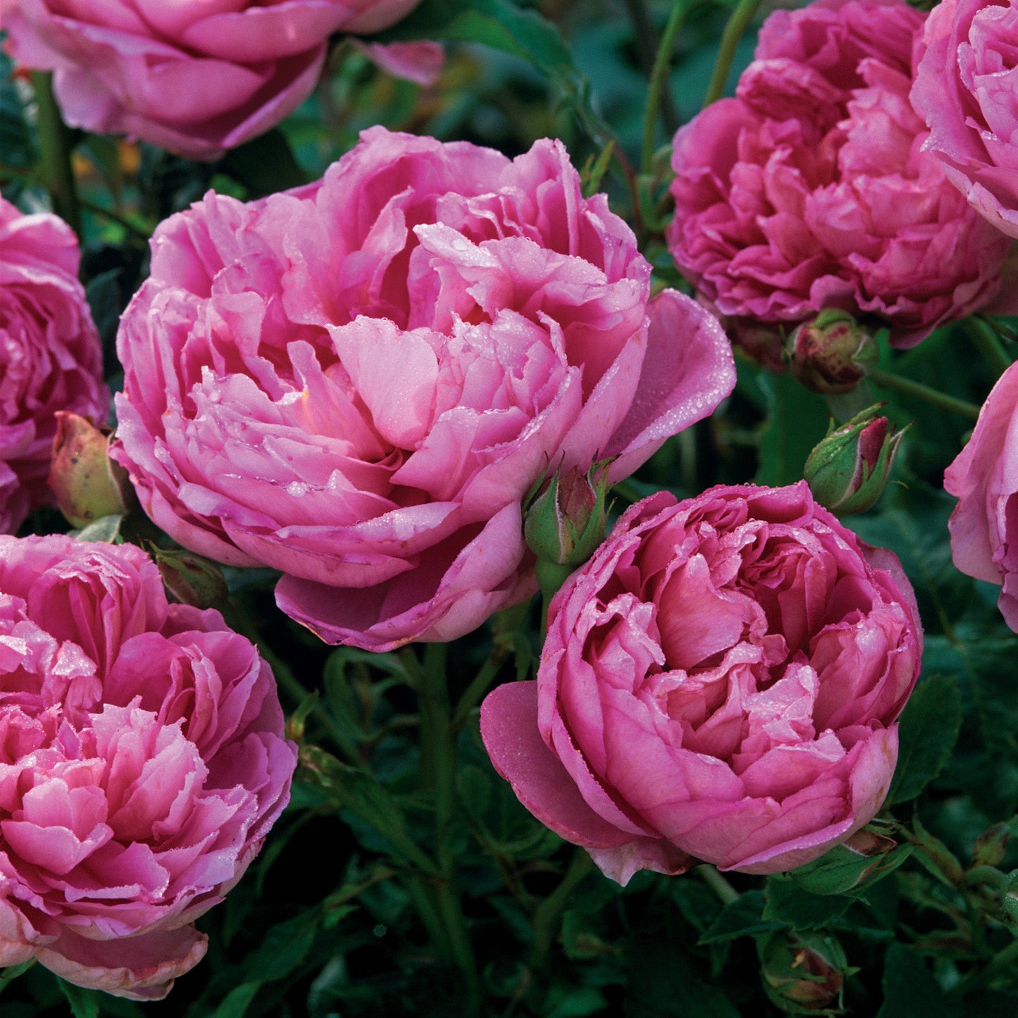 Close-up of pink peony flowers with green leaves