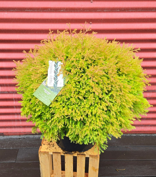 Fire Chief™ Globe Arborvitae