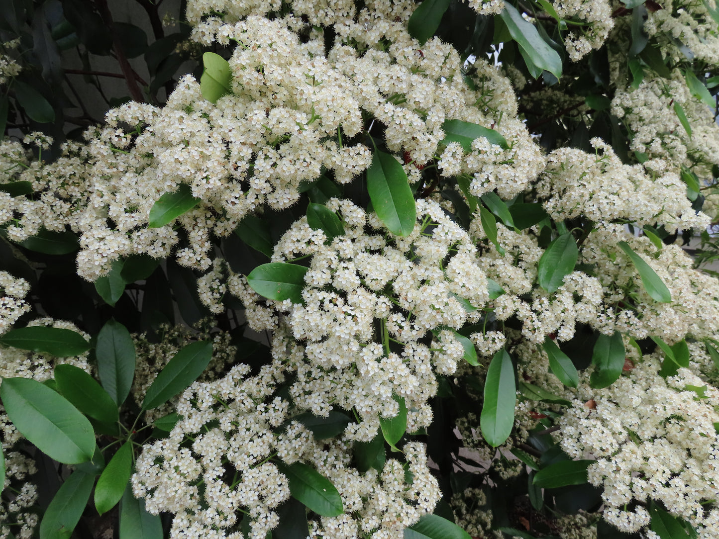 Nannyberry Viburnum