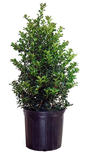 Red Beauty Holly