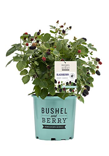 Raspberry Bushel and Berry® Raspberry Shortcake®