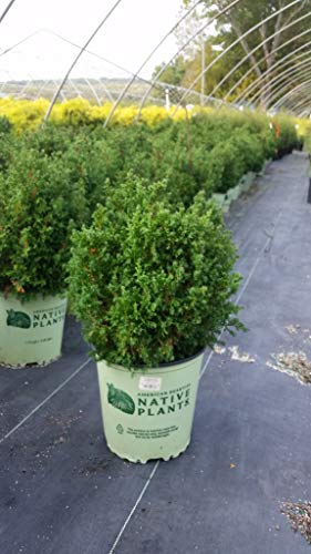 Top Point Dwarf White Cedar