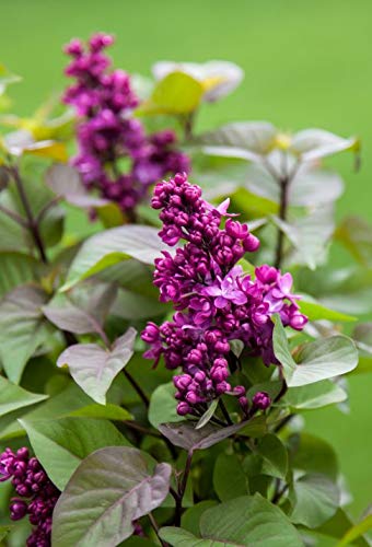 Virtual Violet Lilac