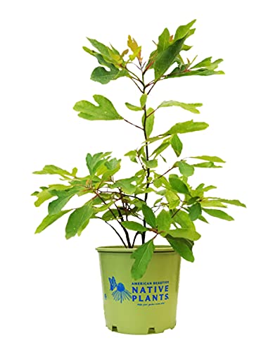 Sassafras