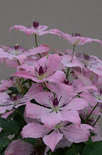 Sarah Elizabeth™ Clematis