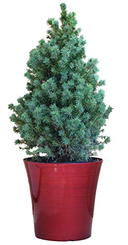 Dwarf Alberta Spruce - Red Holiday Pot