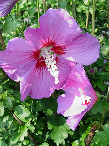 Violet Satin® Rose of Sharon