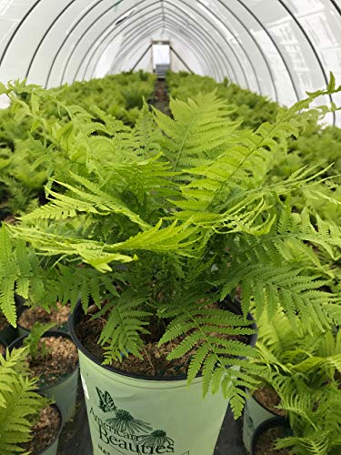 Ostrich Fern