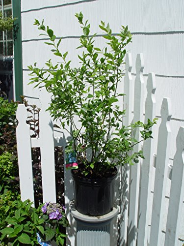 planting blueberry bushes near house Vaccinium 'Bluecrop'