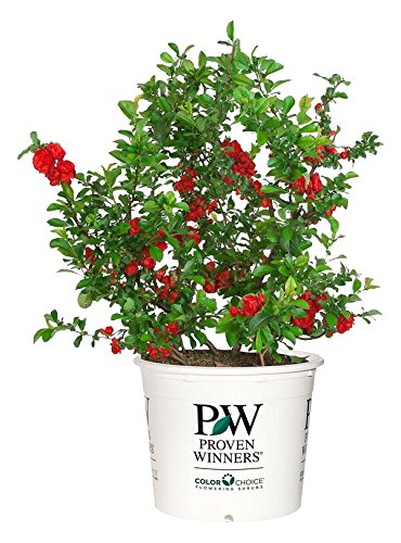 Double Take Scarlet™ Quince