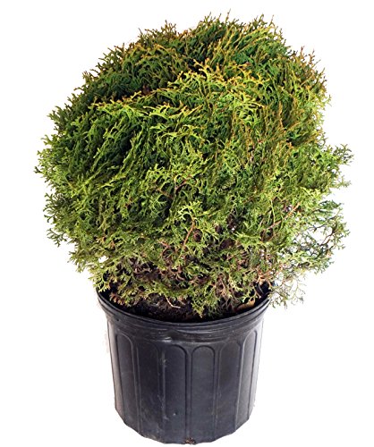 Hetz Midget Globe Arborvitae