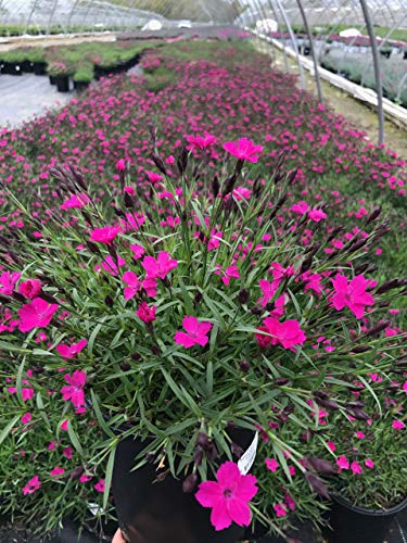 Kahori® Hardy Pinks
