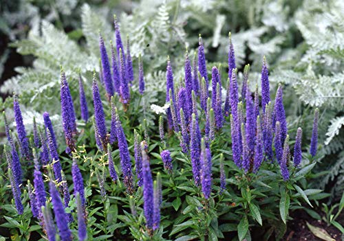 Royal Candles Speedwell