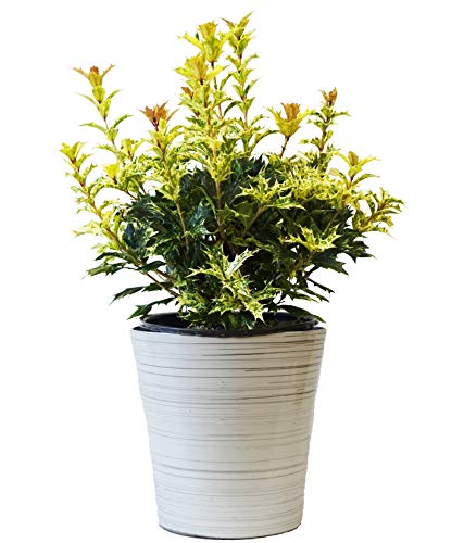 Goshiki False Holly