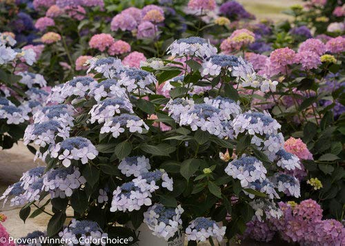 Let's Dance® Diva! Reblooming Hydrangea