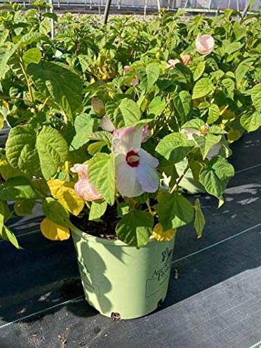 Rose Mallow