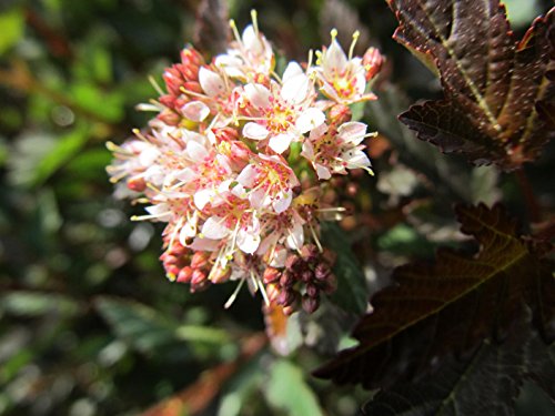 Little Devil Common Ninebark