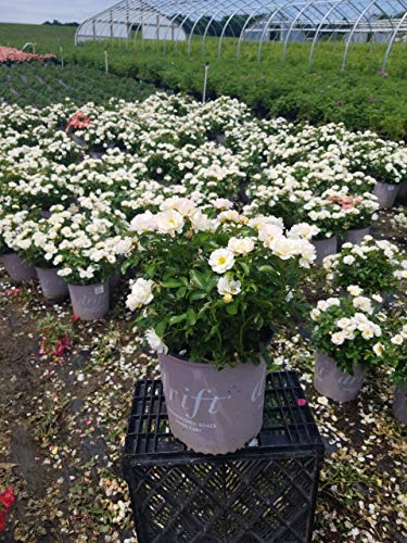 Popcorn Drift® Groundcover Rose